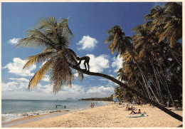 972-MARTINIQUE-N°3795-B/0339 - Andere & Zonder Classificatie