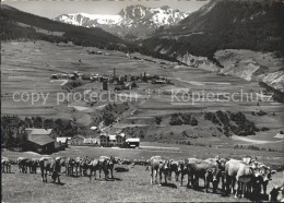 11634361 Conters Praettigau Mit Kuehherde Und Reams Praesanz Conters Praettigau - Altri & Non Classificati