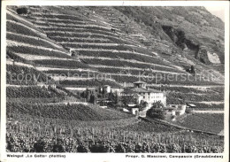 11634353 Campascio Weingut La Gatte Veltlin Weinreben Campascio - Otros & Sin Clasificación