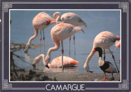 13-CAMARGUE-N°3798-D/0011 - Other & Unclassified