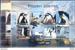 Fauna. Pinguini 2011. - Other & Unclassified