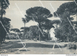 S740 Cartolina Lido Di Roma Pineta Di Castel Fusano Circuito - Altri & Non Classificati