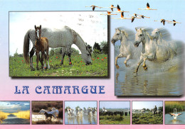 13-LA CAMARGUE-N°3802-C/0225 - Other & Unclassified