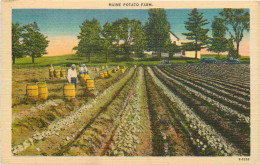 Etats Unis - Agriculture - Maine Potato Farm - Animée - Colorisée - CPA - Voir Scans Recto-Verso - Autres & Non Classés