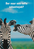 Animaux - Zèbres - Carte à Message Ou Humoristique - CPM - Carte Neuve - Voir Scans Recto-Verso - Zebras