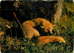 Animaux - Renards - Fox - CPM - Etat Arraché Sur 2 Mm - Voir Scans Recto-Verso - Andere & Zonder Classificatie