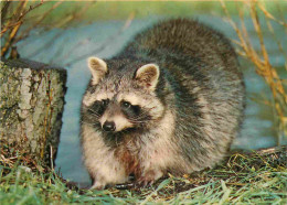 Animaux - Raton Laveur - Raccoon - CPM - Voir Scans Recto-Verso - Sonstige & Ohne Zuordnung