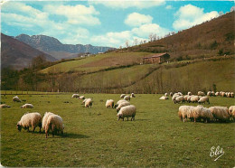 Animaux - Moutons - Pays Basque - Les Moutons Dans La Prairie, Au Fond Les Monts Espagnols - CPM - Voir Scans Recto-Vers - Andere & Zonder Classificatie