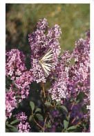 Animaux - Papillons - Fleurs - Carte Neuve - CPM - Voir Scans Recto-Verso - Vlinders