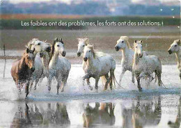 Animaux - Chevaux - Chevaux Sauvages - Voir Scans Recto Verso  - Pferde