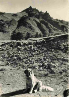 Animaux - Chiens - Saint Bernard Au Chalet Du Sancy En Auvergne - CPM - Voir Scans Recto-Verso - Chiens