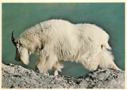 Animaux - Chèvres - Canada - Rocky Mountain Goat - CPM - Voir Scans Recto-Verso - Other & Unclassified