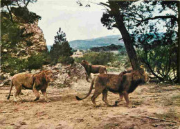 Animaux - Fauves - Lion - Réserve Africaine De Sigean - Zoo - CPM - Voir Scans Recto-Verso - Löwen