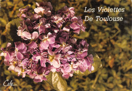 31-VIOLETTES DE TOULOUSE-N°3806-A/0335 - Sonstige & Ohne Zuordnung