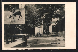 AK Krummnussbaum, Steinbründl, Gasthaus Mit Garten, Tierfreundschaft Zwischen Hund Und Reh  - Other & Unclassified