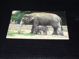 75660-         ROTTERDAM, DIERGAARDE BLIJDORP, OLIFANT / ELEPHANT - Éléphants