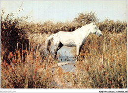 AJQP10-0992 - ANIMAUX - CRIN BLANC - CHEVAL CAMARGUAIS  - Paarden