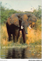 AJQP10-0996 - ANIMAUX - UN BEL ELEPHANT  - Elefanti