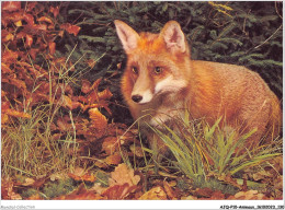 AJQP10-0999 - ANIMAUX - RENARD - Sonstige & Ohne Zuordnung