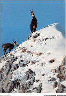 AJQP10-0977 - ANIMAUX - CHAMOIS DAS LA NEIGE - GEMSE  - Sonstige & Ohne Zuordnung