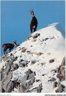 AJQP10-0977 - ANIMAUX - CHAMOIS DAS LA NEIGE - GEMSE  - Other & Unclassified