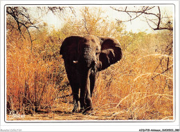AJQP10-0974 - ANIMAUX - ELEPHANT SOLITAIRE  - Elephants