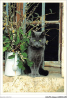 AJQP10-0960 - ANIMAUX - CHAT - Chats