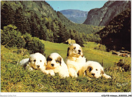 AJQP10-0958 - ANIMAUX - CHIENS DES PYRENEES  - Hunde