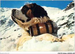 AJQP10-0944 - ANIMAUX - CHIENS SAINT BERNAD  - Hunde