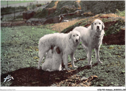 AJQP10-0943 - ANIMAUX - CHIENS DES PYRENEES  - Dogs