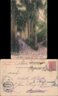 Vallauris Golfe-Juan, VIlla Mauresque, Aleé De Cocotiers Alpes-Maritimes 1904 - Autres & Non Classés