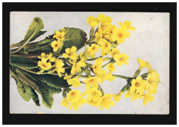 AK Blumen Schlüsselblume Naturfarben Photographie, Frankfurt (Main) 8.7.1910 - Andere & Zonder Classificatie