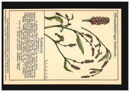 AK Blumen Pfirsichblättriger Knöterich Buchweizen Wildgemüse, Ungebraucht - Andere & Zonder Classificatie