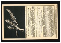 AK Blumen Schafgarbe Schaftrippe Grossgarbenkraut Heilpflanze, Ungebraucht - Andere & Zonder Classificatie