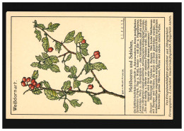 AK Blumen Weißdornart Mehlbeeren Schlehen Schwarzdorn, Ungebraucht - Autres & Non Classés