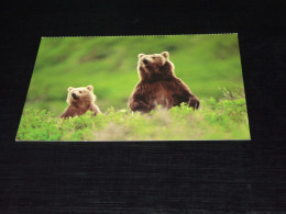 75678-            BEREN / BEARS / BÄREN / OURS / ORSI - Beren