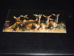 75679-            10 X 18,5 CM. - HERTEN / DEER / HIRSCH / CERF - Sonstige & Ohne Zuordnung