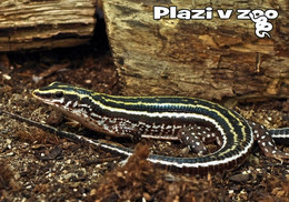 Zoo Dvur Kralove, Czech Rep. - Four-lined Girdled Lizard - Czech Republic