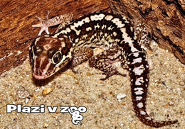 Zoo Dvur Kralove Nad Labem - Ocelot Gecko (Paroedura Picta) - Czech Republic