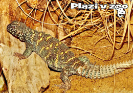 Zoo Dvur Kralove, Czech Rep. - Ornate Mastigure (Uromastyx Ornata) - Czech Republic