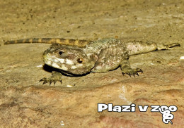 Zoo Dvur Kralove, Czech Rep. - Starred Agama (Stellagama Stellio) - Czech Republic