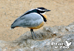 Zoo Dvur Kralove, Czech Rep. - Egyptian Plower (Pluvianus Aegyptius) - Czech Republic