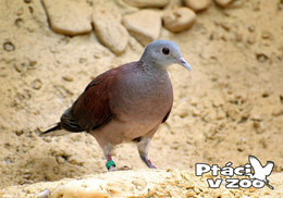 Zoo Dvur Kralove Nad Labem - Malagasy Turtle Dove (Nesoenas Picturatus) - Czech Republic