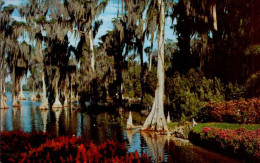 CYPRESS TREES  ( FLORIDE ) - Trees