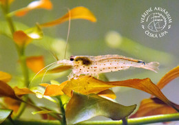 Public Aquarium Ceska Lipa, Czech Rep. - Amano Shrimp (Caridina Multidentata) - Czech Republic