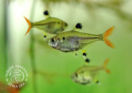 Public Aquarium Ceska Lipa, Czech Rep. - Albino Pristella (Pristella Maxillaris) - Czech Republic