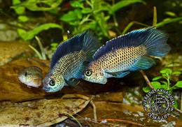 Public Aquarium Ceska Lipa, Czech Rep. - Goldeneye Civhlid (Nannacara Anomala) - Czech Republic