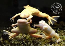 Public Aquarium Ceska Lipa, Czech Rep. - African Clawed Frog (Xenopus Laevis) - Czech Republic