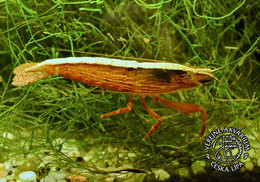 Public Aquarium Ceska Lipa, Czech Rep. - Flower Shrimp (Atyopsis Moluccensis) - Czech Republic