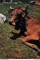 Vaches Au Repos Dans Les Pâturages  Cpm GF  ( ͡♥ ͜ʖ ͡♥) ♥ - Mucche